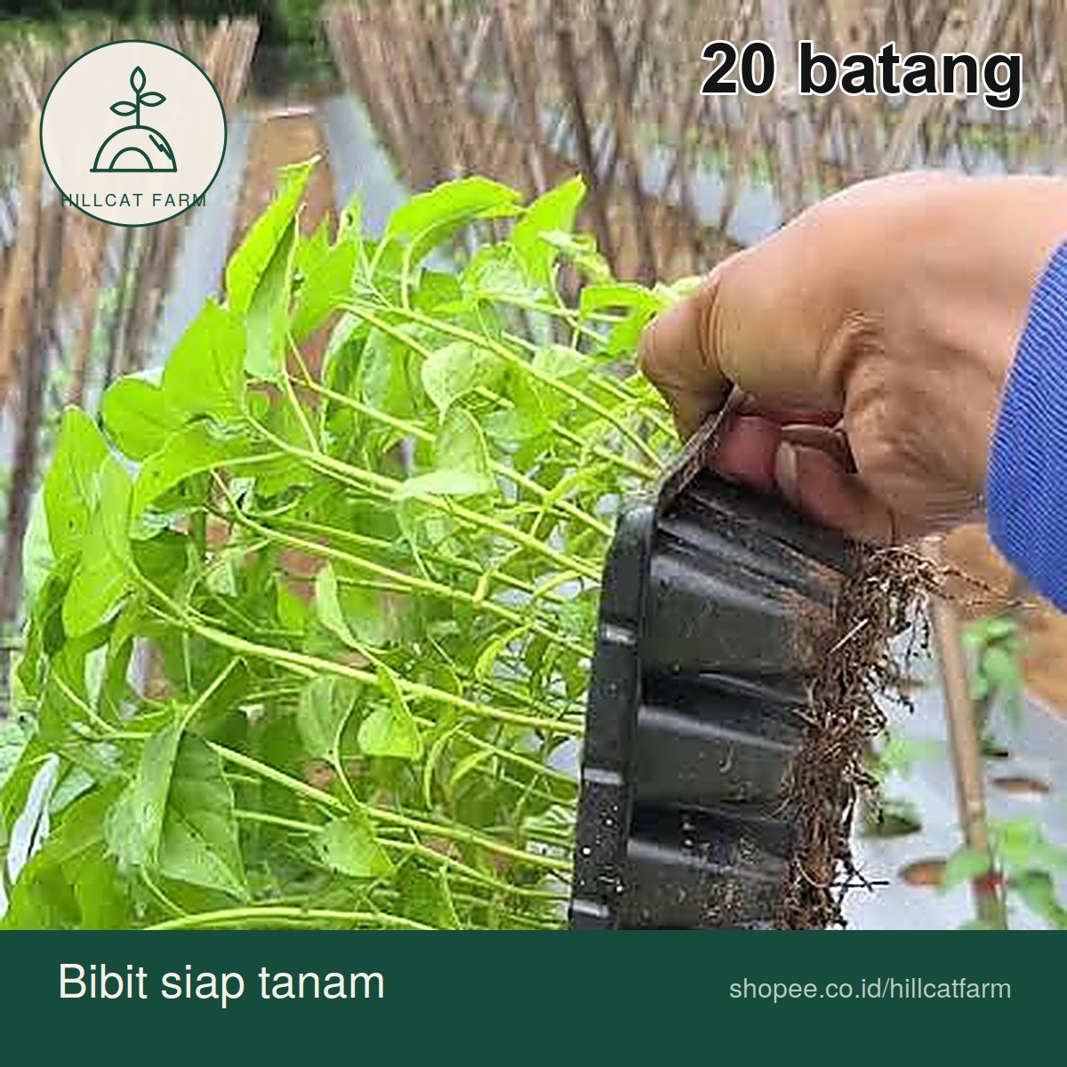 Bibit Cabe ORI 212 siap tanam Hillcat Farm
